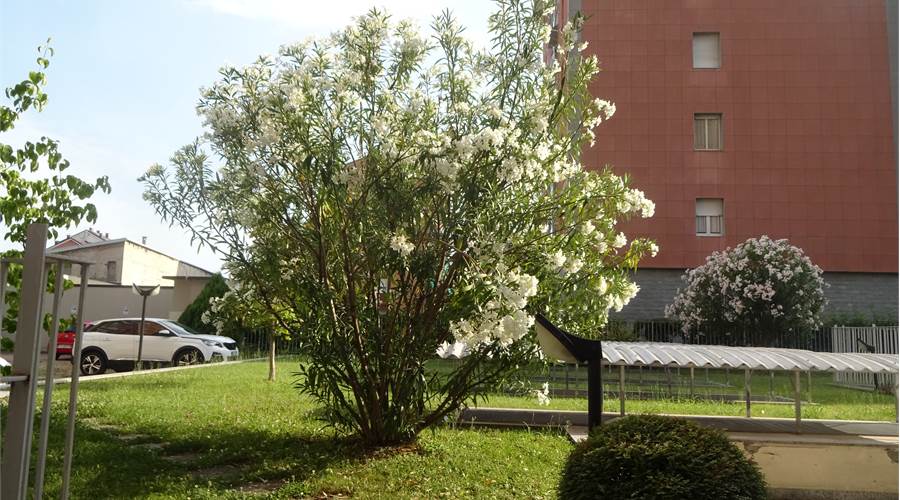 Affaccio sul giardino condominiale